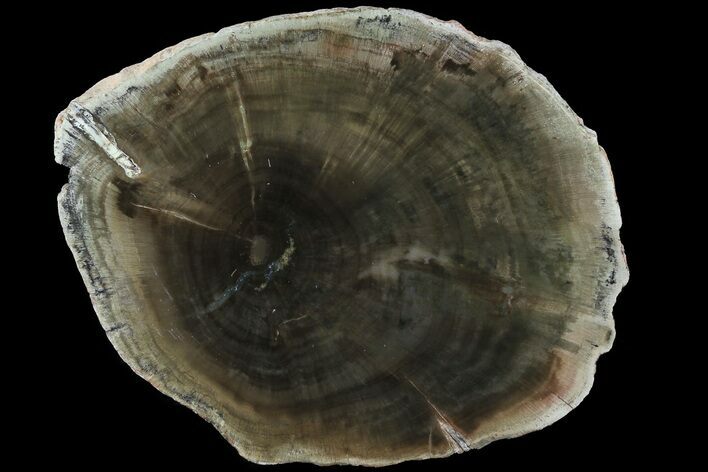 Triassic Petrified Wood (Woodworthia) Slab - Zimbabwe #78905